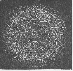 2. MAGOSPHÆRA PLANULA. LANG, FROM HAECKEL.