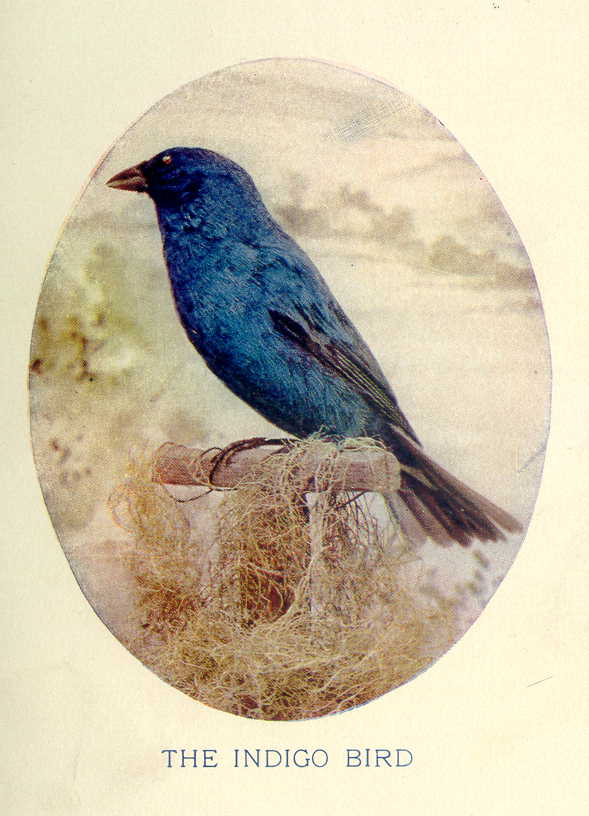 The Indigo Bird