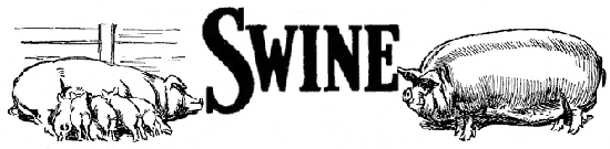 SWINE HEADER