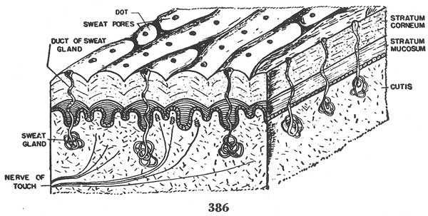 Fig. 386