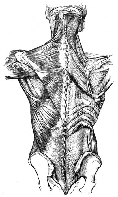 Muscles of Back