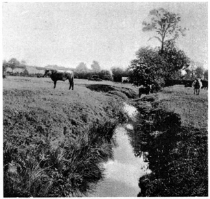 A brook in a field