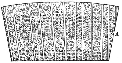 Cross-section of Oak