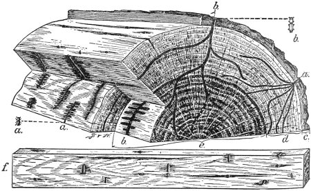 Work of Ambrosia Beetles in Oak