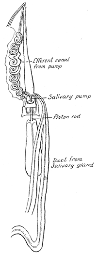 18. Pharyngeal syringe or
salivary pump of Fulgora
maculata. After
Bugnion and Popoff.