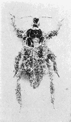 21. (a) Reduvius personatus,
nymph.
Photograph by M. V. S.