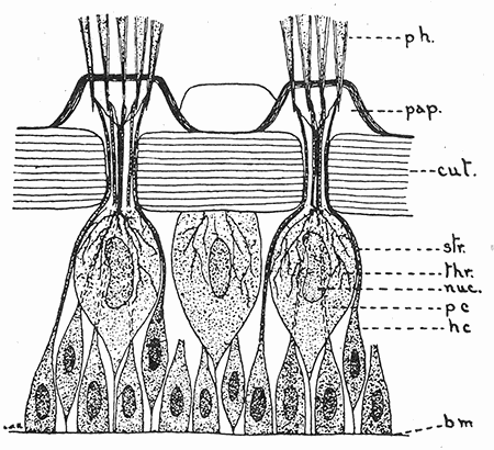 40. Same as figure 39, on larger scale.