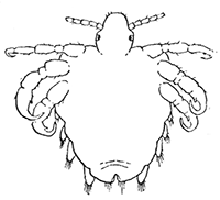 69. Phthirius pubis. Ventral
aspect of female.
(12).