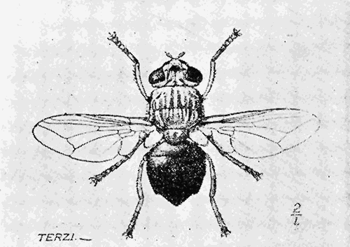 83. Dermatobia cyaniventris (1¾). After Graham-Smith.