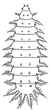 101. Larva of Fannia
scalaris.