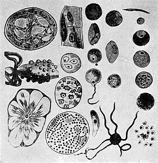 125. Life cycle of the malaria parasite. Adapted from Leuckart's chart,
by Miss Anna Stryke.