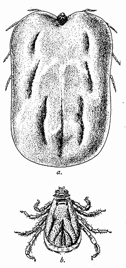 139. The cattle tick (Boophilus annulatus).
(a) Female; (b) male. After
Comstock.