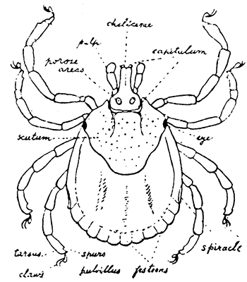 157. Amblyomma, female. After Nuttall
and Warburton.