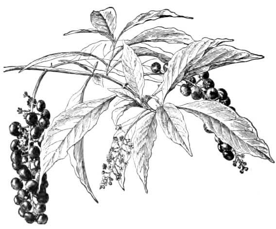 Pokeweed.