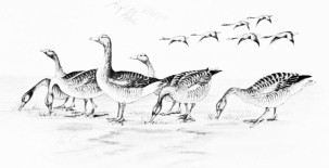 GREYLAG GEESE