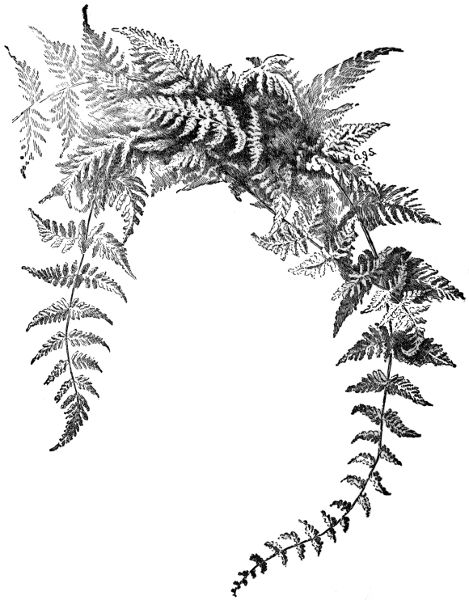 Bulblet Bladder Fern