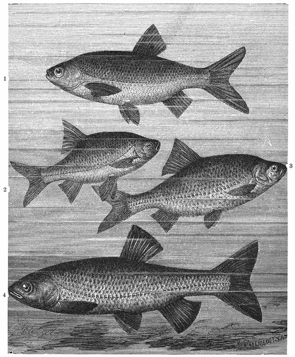 1) Windvoorn (Leuciscus idus), 2) Ruischvoorn (Leuciscus erythrophthalmus), 3) Blankvoorn (Leuciscus rutilus), 4) Dikkop (Leuciscus cephalus). ⅙ v. d. ware grootte.