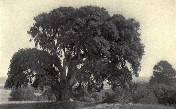 A California Life-Oak