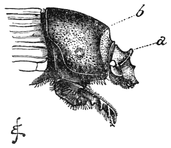 Fig. 49.