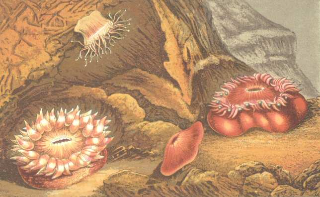 Plate 1: Actinia Mesembryanthemum